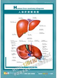 人體肝膽解剖圖 人體結構圖 人體解剖圖 