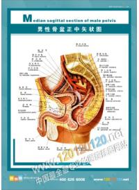 男性人體解剖圖 人體結構圖 人體解剖圖 