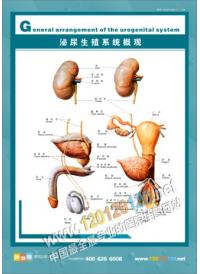 人體結構圖 人體解剖圖 醫(yī)院掛圖 