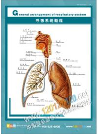 人體結構圖 人體解剖圖 醫(yī)院掛圖 人體骨骼結構圖