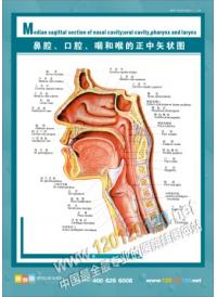 人體結構圖 人體解剖圖 醫(yī)院掛圖 人體骨骼結構圖