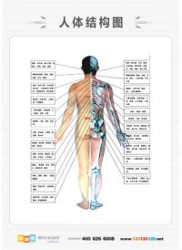 人體解剖圖 男性人體解剖圖 醫(yī)學(xué)人體解剖圖 