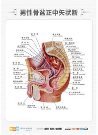 醫(yī)學(xué)人體解剖圖 人體解剖圖 男性人體解剖圖 