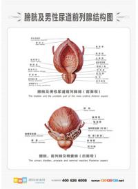 男性人體解剖圖 人體解剖圖 醫(yī)學(xué)人體解剖圖 