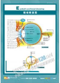 眼球斷面圖