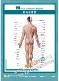 肌內示意圖 醫(yī)院掛圖