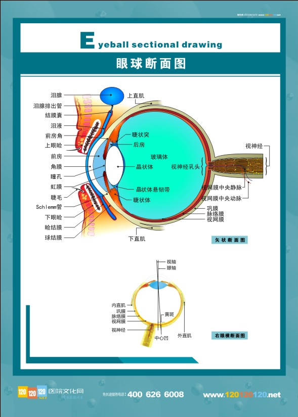 眼球斷面圖