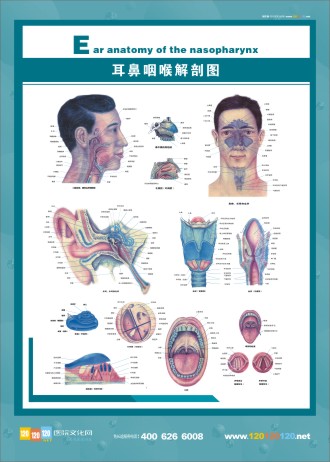 耳鼻咽喉解剖圖 五官科圖片 五官解剖圖 醫(yī)學(xué)人體解剖圖 人體結(jié)構(gòu)解剖圖