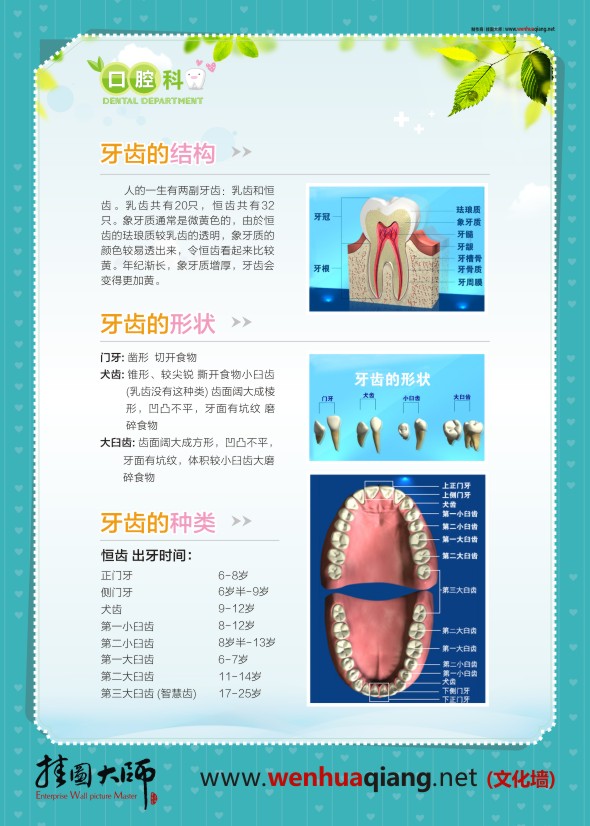 口腔科掛圖 牙齒的結(jié)構(gòu) 牙齒的形狀 牙齒的種類