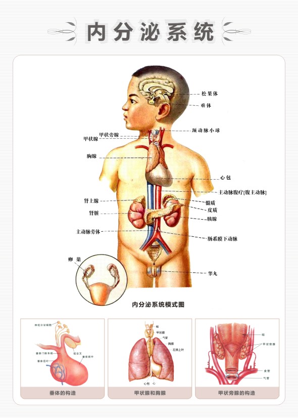 內(nèi)分泌系統(tǒng)解剖圖 內(nèi)分泌系統(tǒng)示意圖