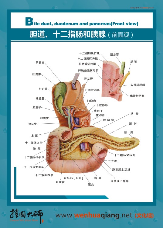 腸道、十二指腸和胰腺（前面觀）