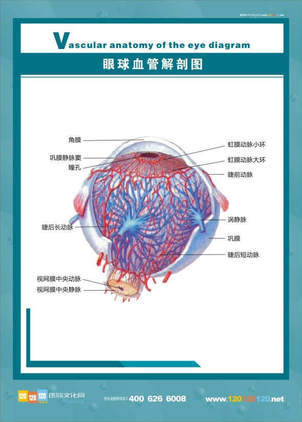 眼球血管解剖圖