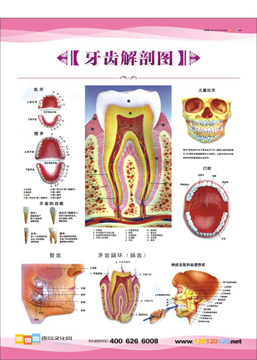 牙齒解剖圖  牙科門診圖片 牙科矯正圖片 口腔科解剖圖-牙齒解剖圖