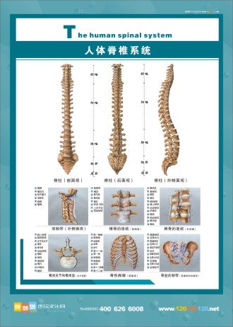 人體脊椎圖 脊椎神經(jīng)系統(tǒng)圖 人體系統(tǒng)圖