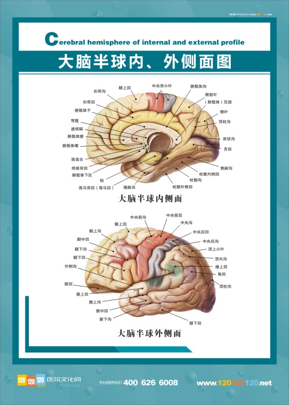 醫(yī)學(xué)解剖圖-大腦解剖圖半球內(nèi)、外側(cè)面圖