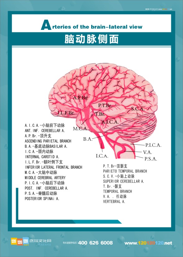 大腦解剖圖 醫(yī)學(xué)解剖圖-腦動(dòng)脈側(cè)面 大腦側(cè)面圖