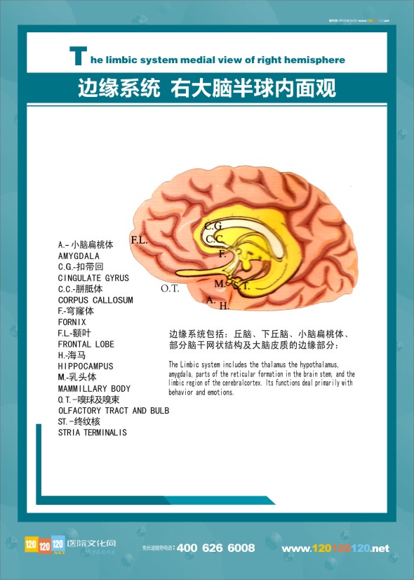 大腦邊緣系統(tǒng)  大腦解剖結(jié)構(gòu)圖 醫(yī)學(xué)解剖圖-邊緣系統(tǒng)右大腦半球內(nèi)面觀