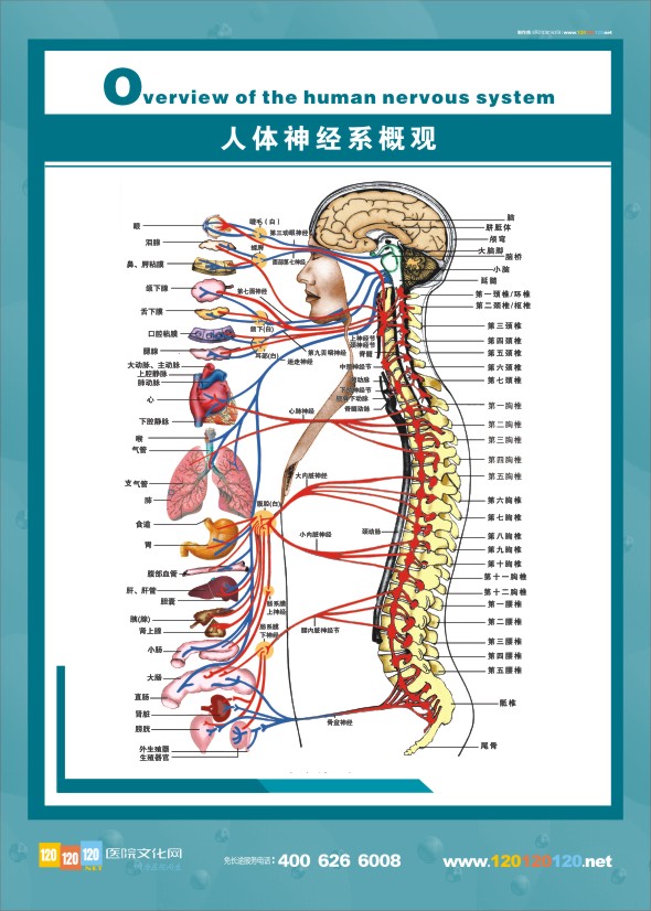 人體神經(jīng)系統(tǒng)概觀