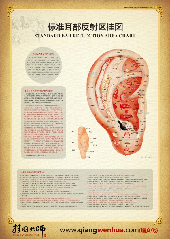 人體醫(yī)學圖譜 耳部反射區(qū)圖 