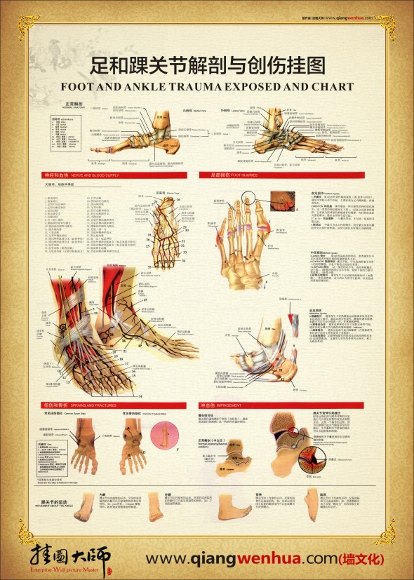踝關節(jié)結構圖 足和踝關節(jié)解剖與創(chuàng)傷掛圖
