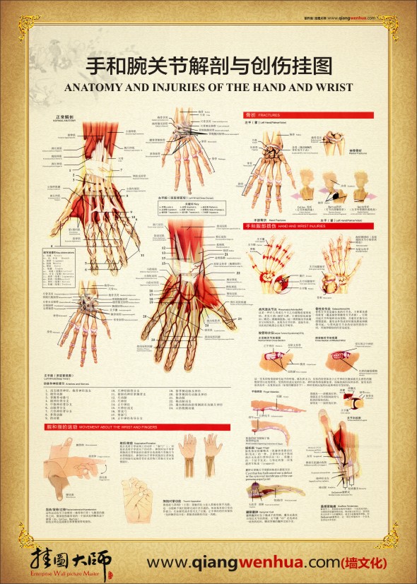 腕關節(jié)解剖圖 手部解剖圖