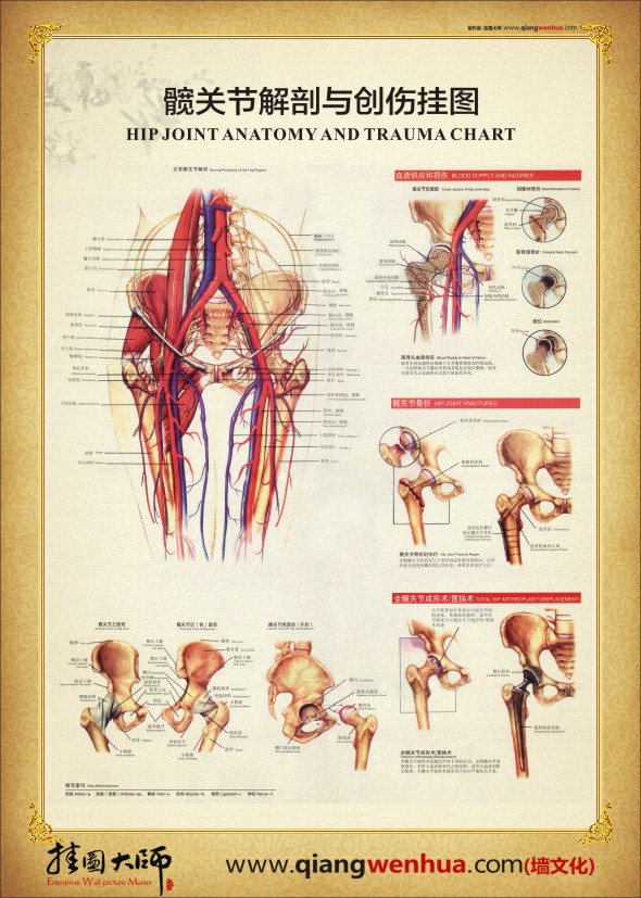 髖關節(jié)解剖圖 人體結構解剖圖