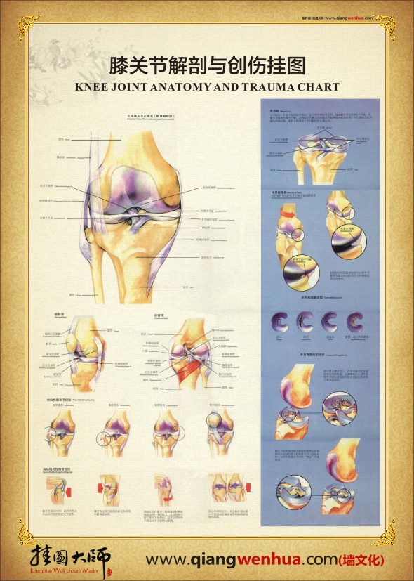 膝關節(jié)解剖圖 人體關節(jié)解剖圖