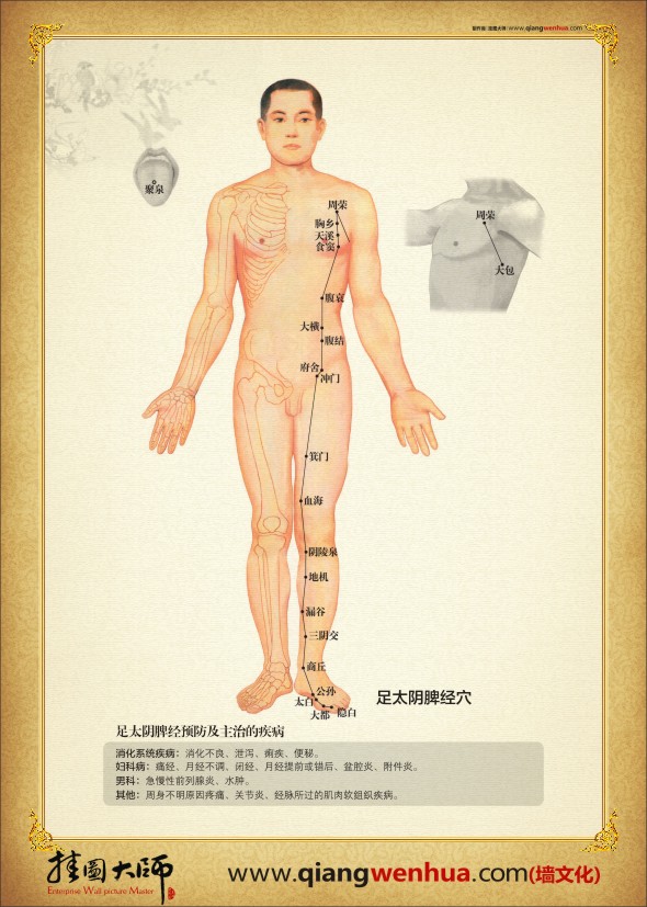 足太陰脾經(jīng)穴位圖  人體經(jīng)絡穴位圖 