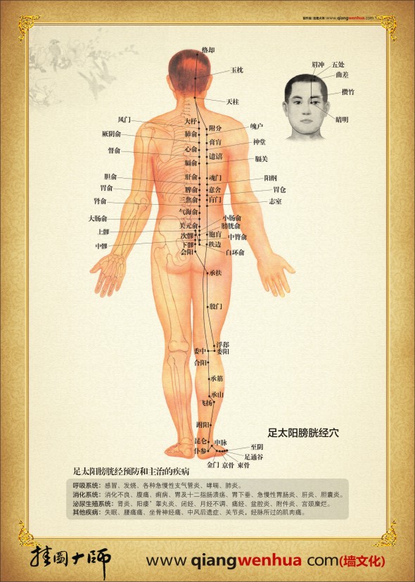 足太陽膀胱經(jīng)穴位圖 人體經(jīng)絡穴位圖 