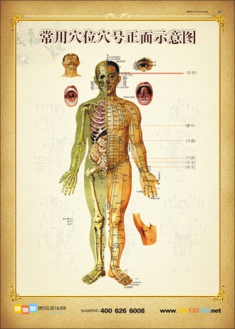 人體正面穴位圖 常用穴位穴號正面示意圖 人體穴位示意圖 人體穴位位置圖