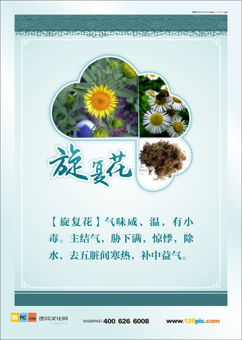 中草藥圖片 藥房標(biāo)語 中藥旋復(fù)花 旋復(fù)花圖片